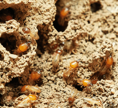 Termites