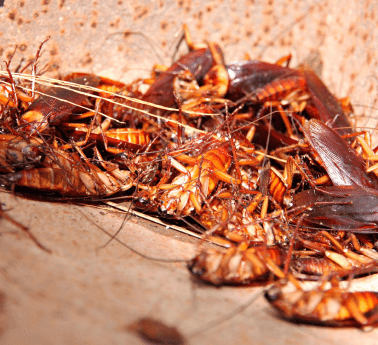 Cockroaches
