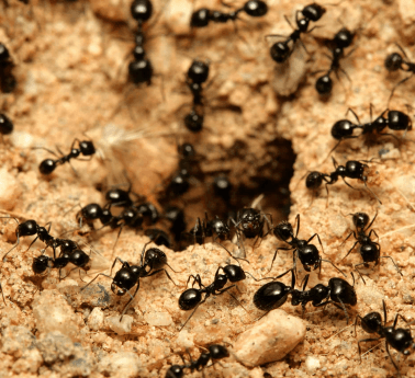 Ants
