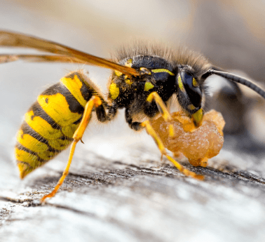 Bees & Wasps